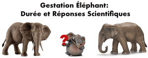 Gestation Éléphant : Durée et Réponses Scientifiques