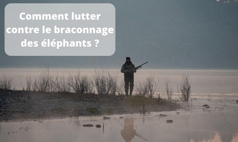 Comment lutter contre le braconnage des éléphants