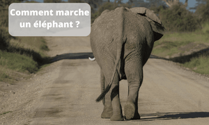 La marche de l'éléphant