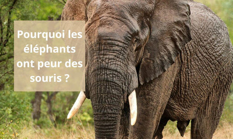 Pourquoi les éléphants ont peur des souris ?