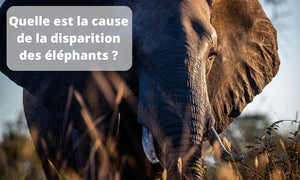 Quelle est la cause de la disparition des éléphants ?