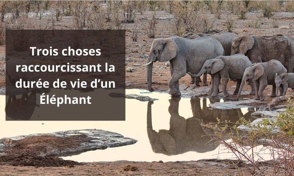 Trois choses raccourcissant la durée de vie d’un Éléphant | Elephant Savane