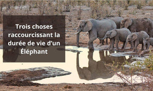 Trois choses raccourcissant la durée de vie d’un Éléphant