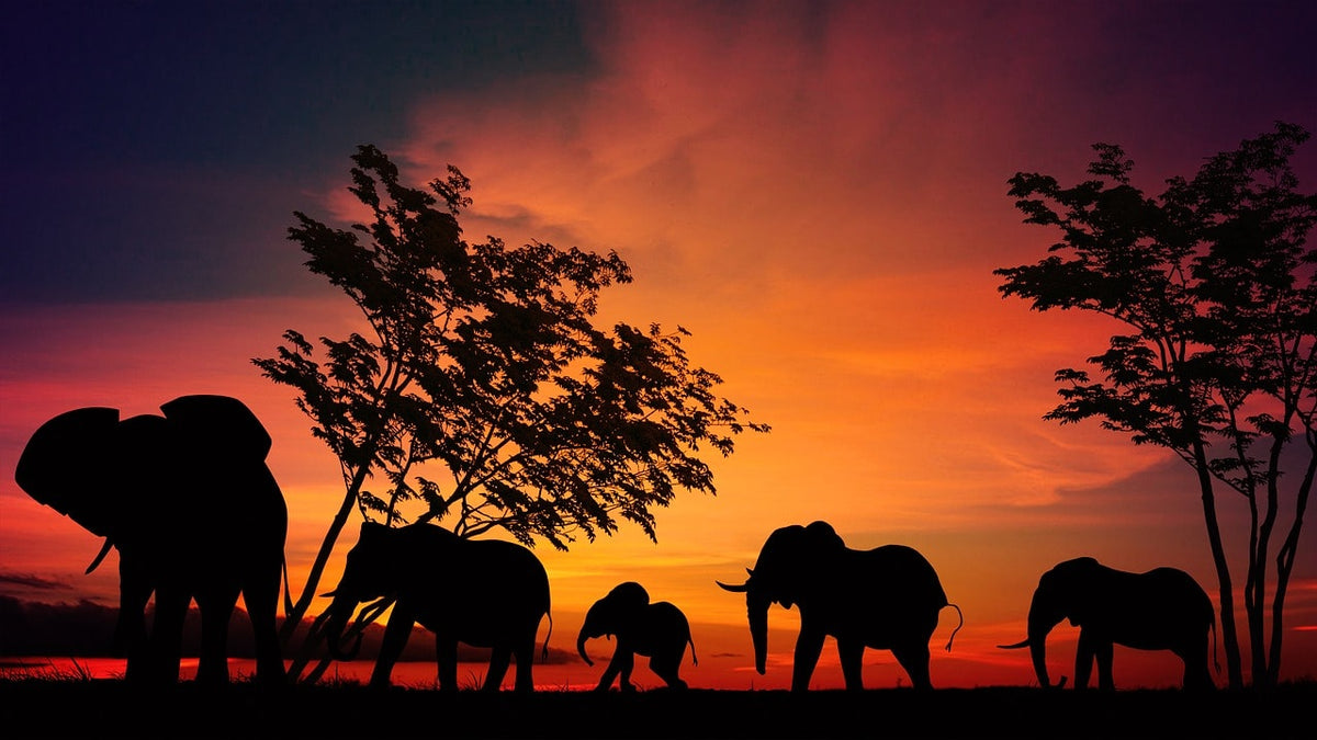 elephant-savane.com logo