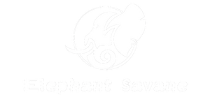 Elephant Savane