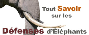 Défense d'Éléphant : Tout Savoir