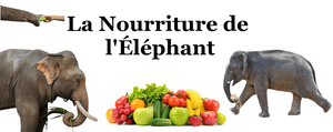 nourriture éléphant