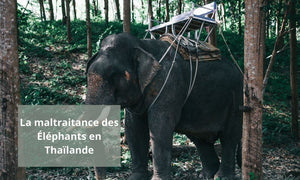 La maltraitance des éléphants en Thaïlande