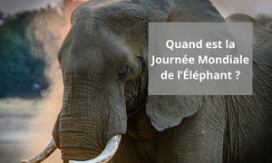 Quand est la Journée Mondiale de l’Éléphant ?