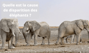 Quelle est la Cause de Disparition des Eléphants ?