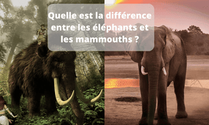  la différence entre les éléphants et les mammouths 