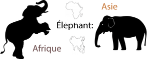 éléphant afrique asie