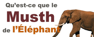Musth Éléphant : qu'est-ce que c'est ?