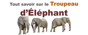 Troupeau d'Éléphant : Tout Savoir