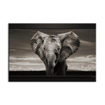 cadre d'elephant en noir et en blanc