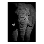 cadre photo d'elephant en noir et en blanc